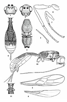 Eodendrus reticulatus