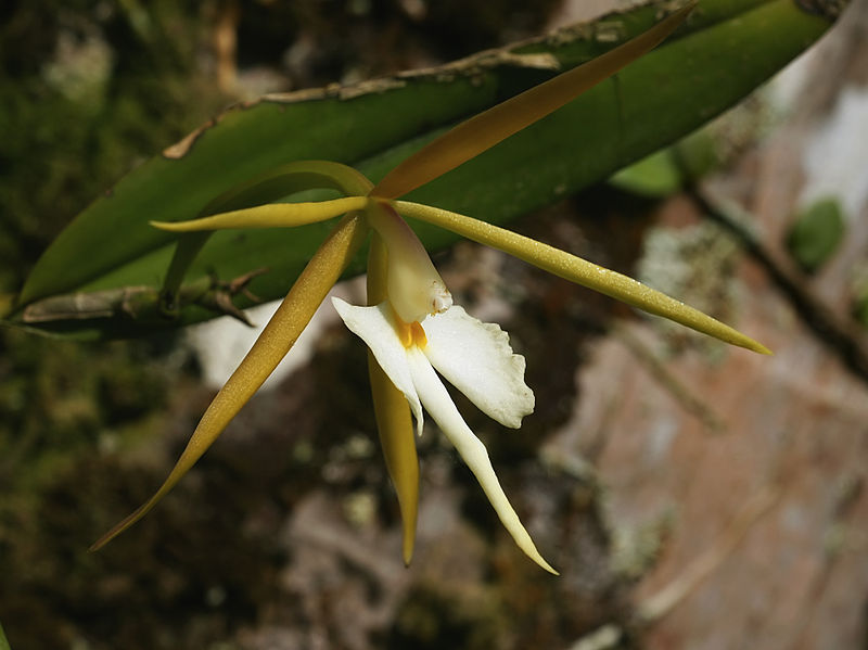 File:Epidendrum nocturnum (profile).jpg