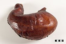 Equine stomach. Equine stomach-FMVZ USP-25.jpeg
