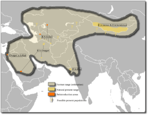 Asiatischer Esel: Merkmale, Verbreitung, Lebensweise