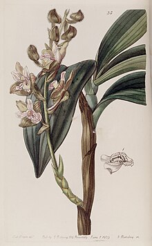 Eria ferruginea - Edwards cilt 25 (NS 2) pl 35 (1839) .jpg