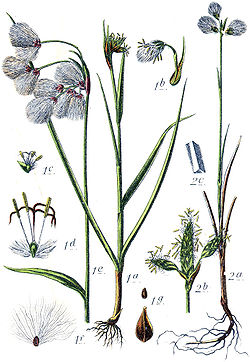 Lieknasis švylys (Eriophorum gracile)