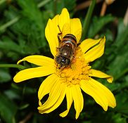 Eristalinus taeniops (Syrphidae)