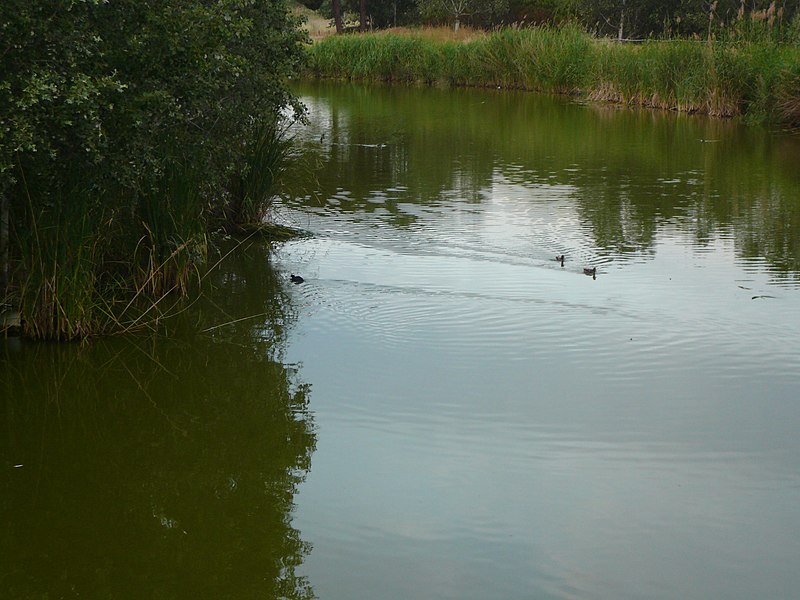 File:Estany de l'Olla del Rei P1480703.jpg