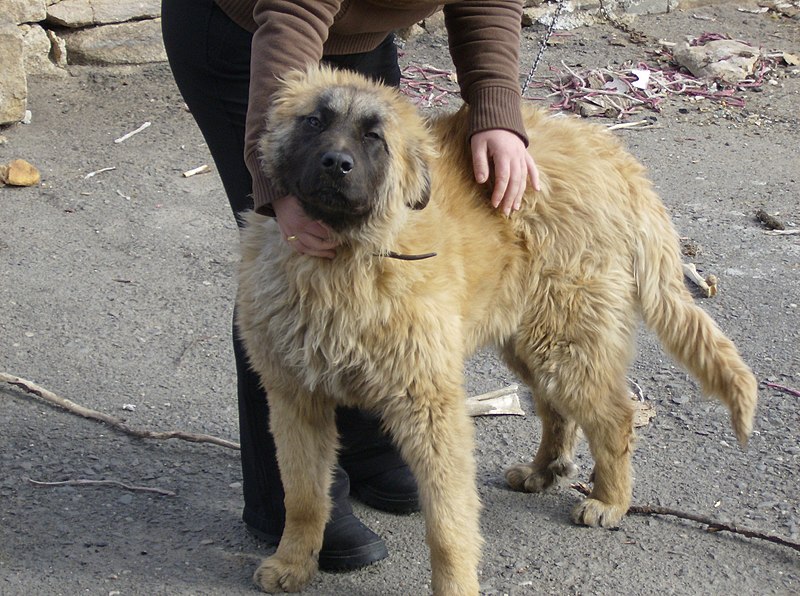 File:Estrela mountain dog.JPG