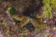 File:Estrella espinosa común (Marthasterias glacialis), Cynthiana, Pafos, Chipre, 2021-12-11, DD 10.jpg (Category:Marthasterias glacialis)