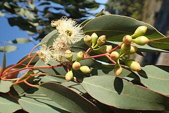 flower buds and flowers Eucalyptus sheathiana buds.jpg