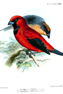 Rufous-crested tanager Species of bird