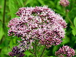 Miniatura per Eupatorium