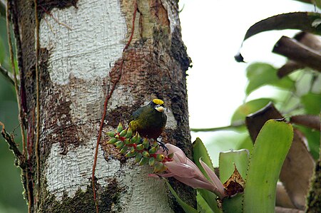 Tập_tin:Euphonia-gouldi-2.jpg