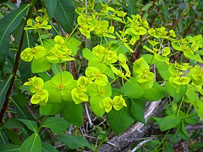 Bildbeschreibung Euphorbia paniculata Habitus 2011-4-21 SierraMadrona.jpg.