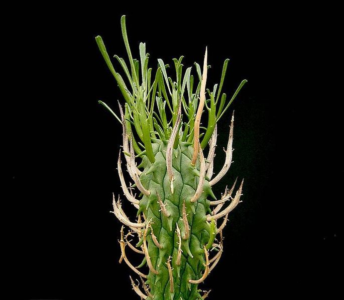 File:Euphorbia schoenlandii ies.jpg