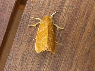 <i>Euproctis lutea</i> Species of moth