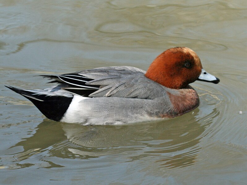 File:Eurasian Wigeon (Anas penelope) RWD1.jpg