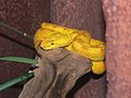 Image 20Eyelash viper (Bothriechis schlegelii) (from Wildlife of Costa Rica)