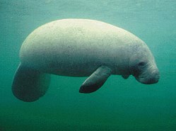 Antillean manatee