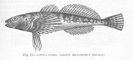 Cottus microstomus