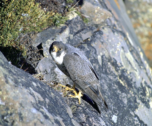 Adult of subspecies pealei or tundrius, Alaska