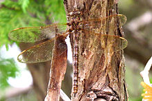 פאון דארנר (Boyeria vinosa), Cantley.jpg