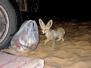 Nachtaufnahme eines Fenneks, der eine Plastiktüte auf Nahrung untersucht