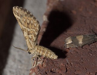 <i>Fernaldella fimetaria</i> Species of moth