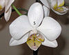 Fibonacci orchid.jpg