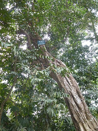 <i>Ficus glaberrima</i> Species of fig