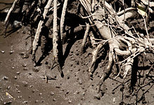 Atemlöcher von Bauten der Winkerkrabbe im Schlick einer Mangrovenlandschaft (vermutlich Golf von Mexiko).