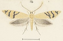 Fig 16 MA I437894 TePapa Plate-XXXIII-The-butterflies full (cropped).jpg