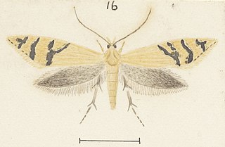<i>Glyphipterix aulogramma</i> Species of moth