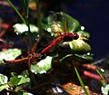 A Flame Skimmer.JPG utolsó gárdája