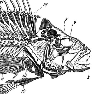 Fischmaul