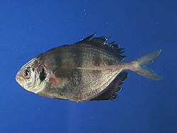 Fish4277 - Flickr - NOAA Photo Library.jpg