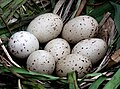 Flickr - don macauley - Moorhen's Nest with eggs.jpg