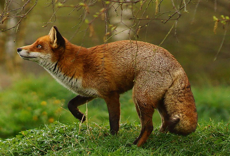 File:Flo the Fox.jpg