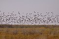 Flock Bronzewing (Phaps histrionica) (8079570946).jpg