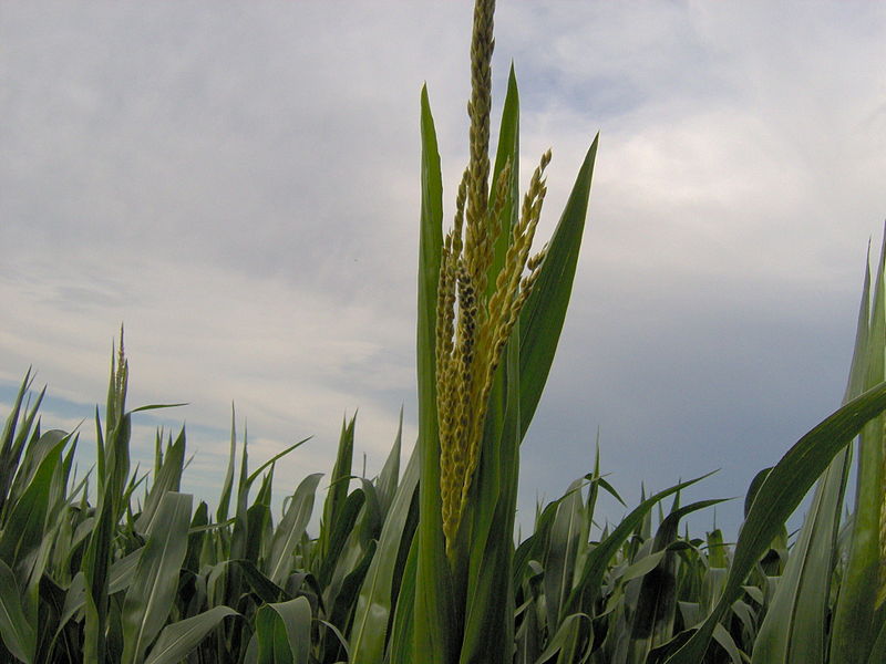 File:Flor masculina zea mays.JPG