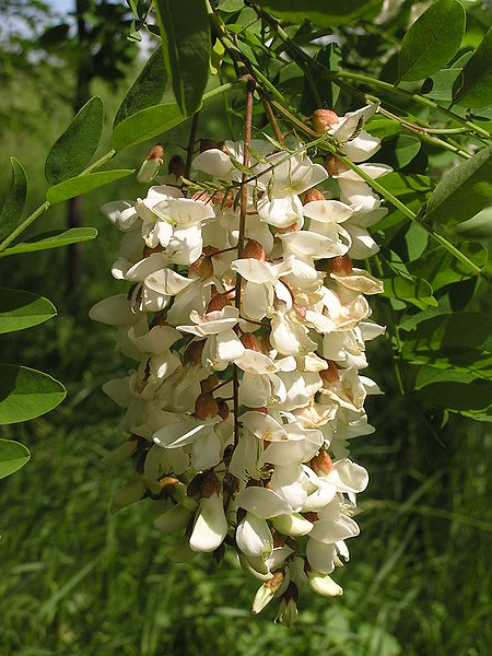 File:Flowers of Robinia pseudoacacia.jpg