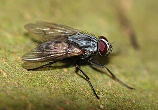 <i>Phaonia cincta</i> Species of fly