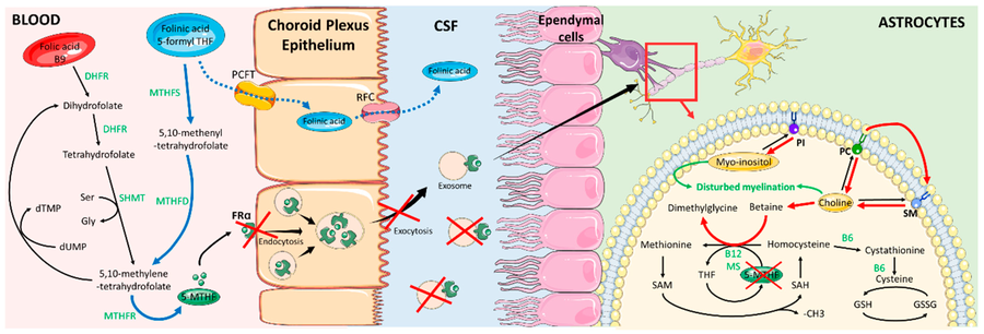 Folic acid metabolism and 5-MTHF transport across the choroid plexus epithelium in the brain. Red arrows and red crosses indicate the alternative pathway induced by FRa deficiency. Blue arrows indicate effects of folinic acid treatment. KEYS: 5-MTHF: 5-methylenetetrahydrofolate; B6: Vitamin B6; B12: Vitamin B12; CSF: cerebrospinal fluid; DHFR: dihydrofolate reductase; FRa: receptor of folate alpha; Gly: glycine; GSH: glutathione reduced states; GSSG: Glutathione oxidized states; MS: methionine synthase; MTHFD: methylenetetrahydrofolate dehydrogenase; MTHFR: methylenetetrahydrofolate reductase; MTHFS: methylenetetrahydrofolate synthetase; PC: phosphatidylcholine; PCFT: proton coupled folate transporter; PI: phosphatidylinositol; RFC: reduced folate carrier; SAH: S-adenosyl homocysteine; SAM: S-adenosyl-methionine; Ser: Serine; SHMT: serine-hydroxy methyl transferase; SM: sphingomyelin. Figure 1 from Mafi et al., 2020. Folic acid metabolism and 5-MTHF transport across the choroid plexus epithelium in the brain.png