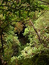 Forest Los Tilos La Palma.jpg