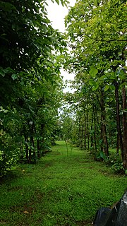 <span class="mw-page-title-main">Pabhare</span> Village in Maharashtra, India