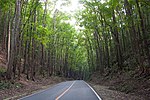 Forest road in Bohol 2, Philippines.jpg