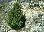 Foresto juniperus.jpg