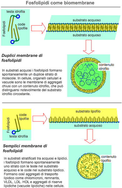 File:FosfolipidiBiomembrane.png