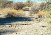 Stoneman Trail a.k.a. Stoneman Wash Trail