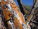 Detail of the trunk