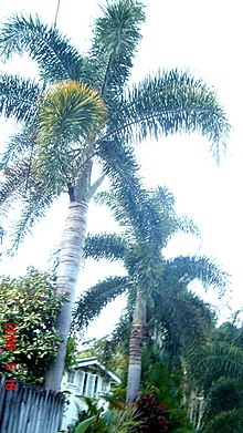 FoxtailPalms0805.jpg 