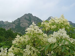 Foliage and flowers; Bulgaria