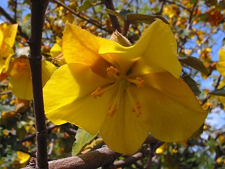 Fremontodendron californicum